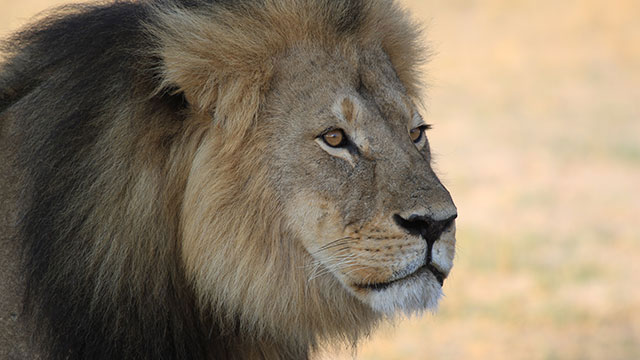 BLACK LION DREAM