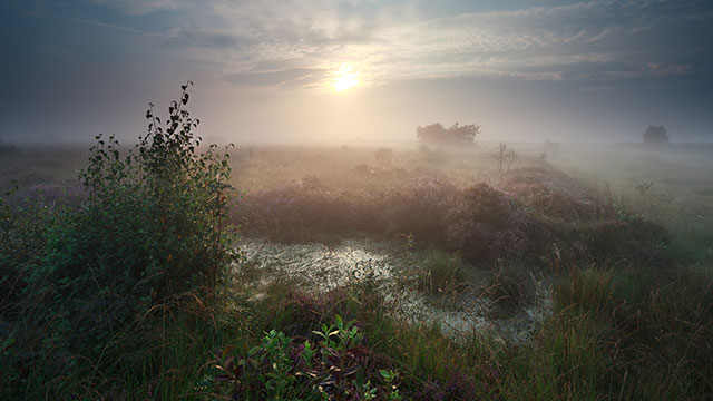 CLIMBING OUT OF A SWAMP DREAM