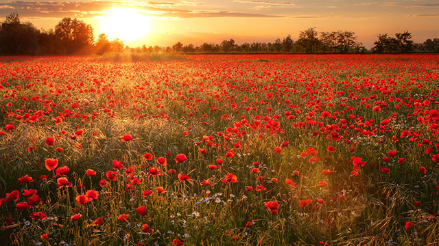 DREAM MACHINES AND POPPIES PSYCHOLOGY
