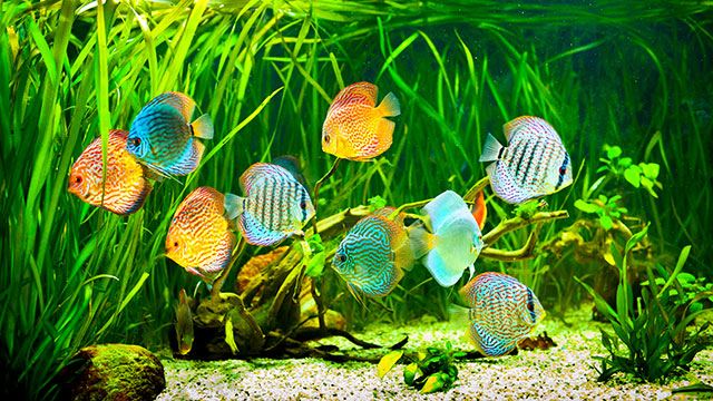 DYING FISH DREAM