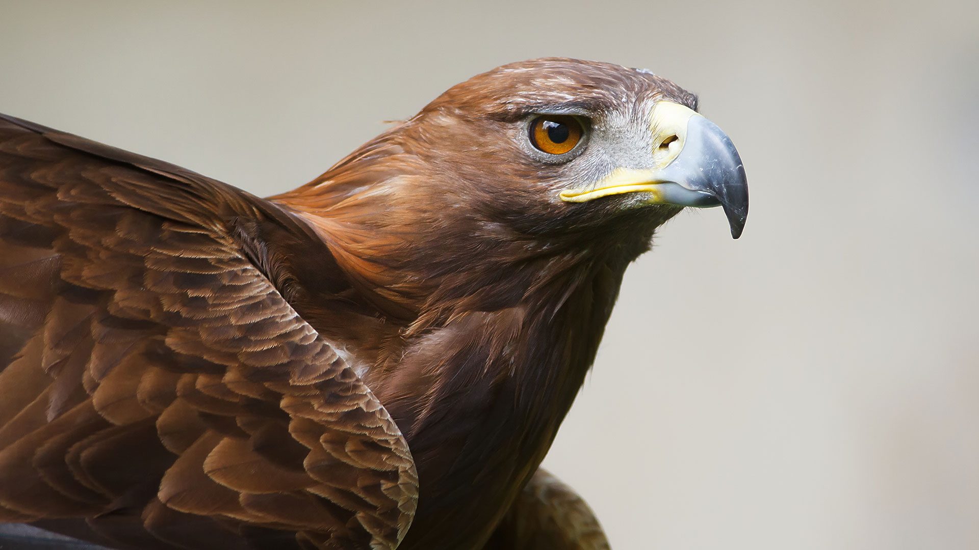 EAGLE EYE DREAM