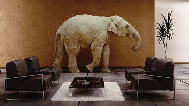 ELEPHANT BURGLAR DREAM