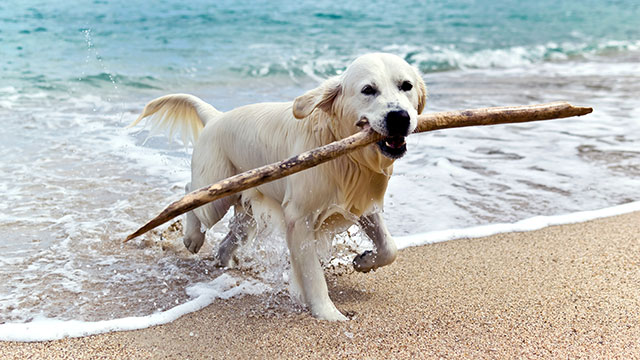 FAITHFUL FRIEND DREAM