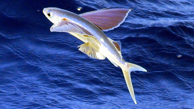 FLYING FISH DREAM