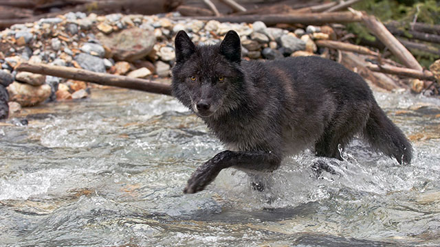 LONE BLACK WOLF DREAM