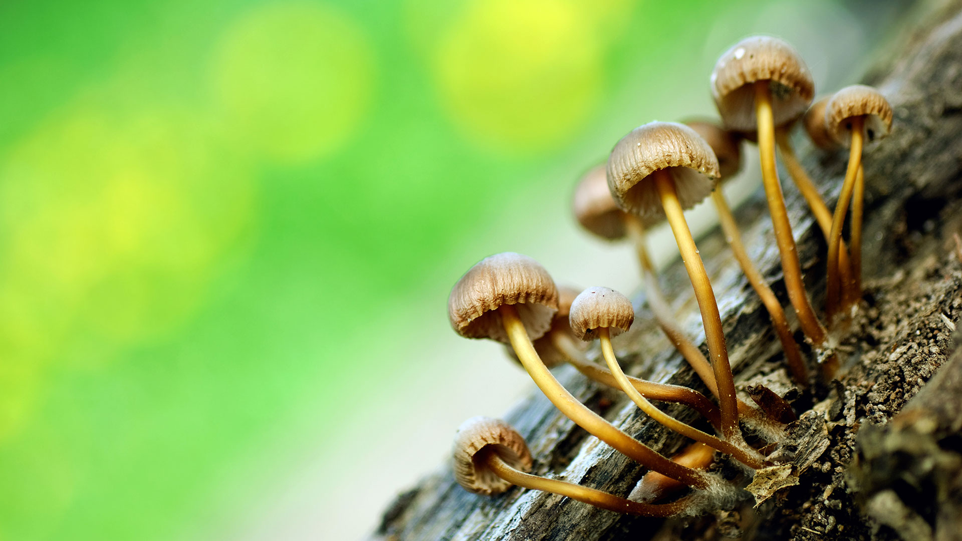 MUSHROOM HEAD DREAM