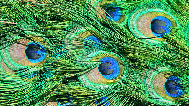 Neglected Budgie Dream