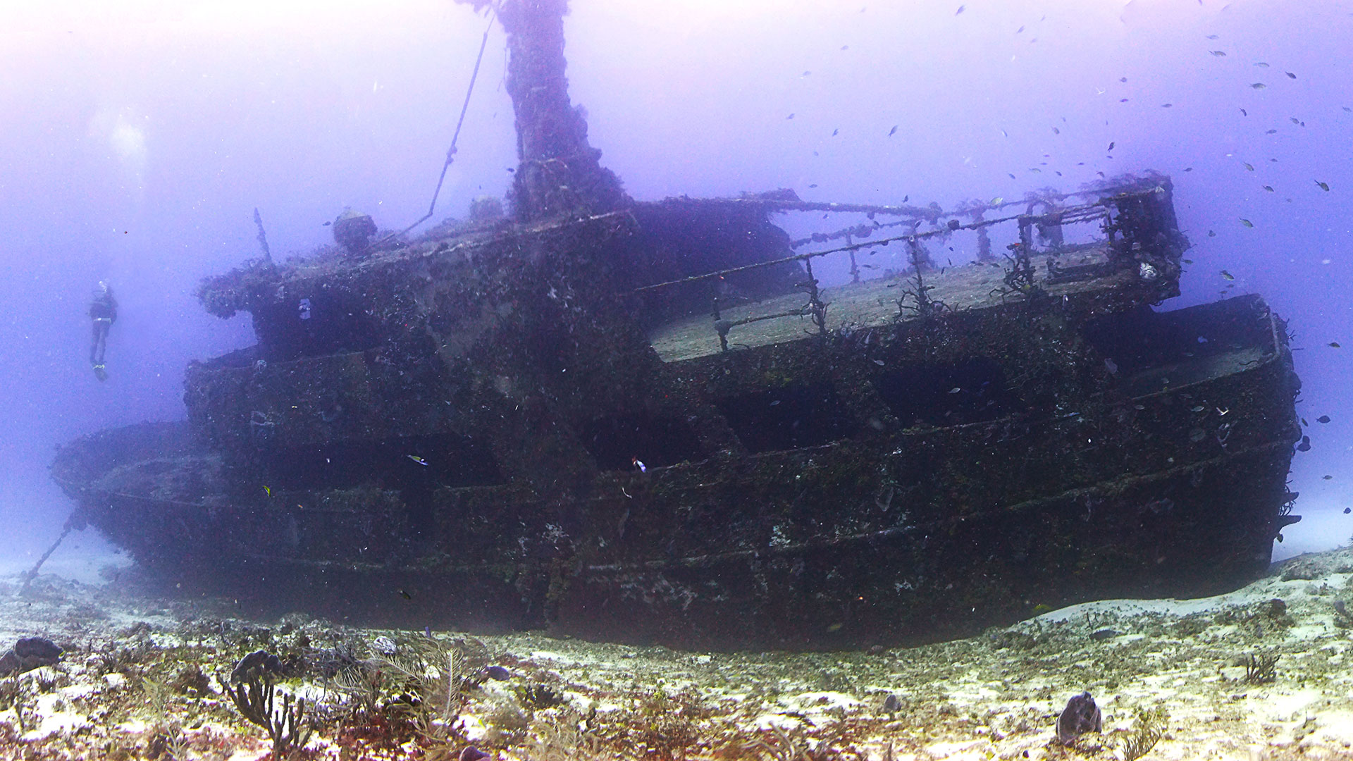 ON THE SEABED DREAM