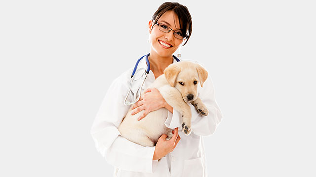 PESTERED BY A PUPPY DREAM