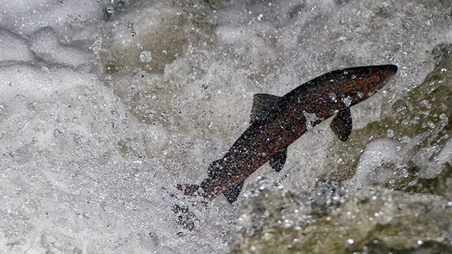 SALMON DREAMS
