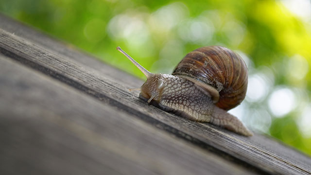 SNAILS ON A PLANK DREAM