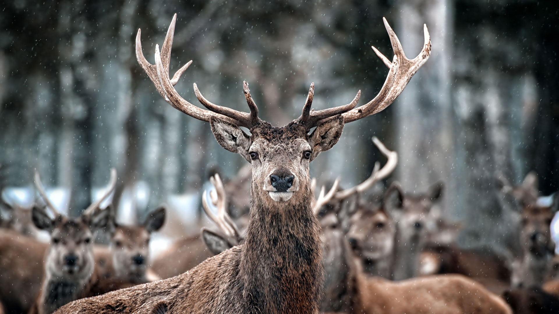 STAG PARTY DREAM