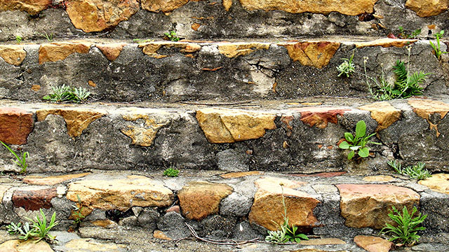 STEPS AND WEEDS DREAM