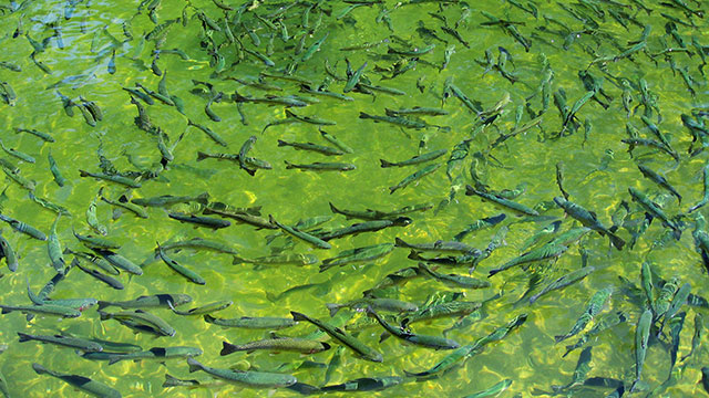 TROUT FARMING DREAM