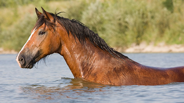 UNDERWATER HORSE DREAM