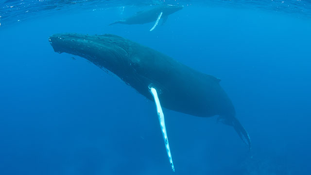 WHALE DREAM