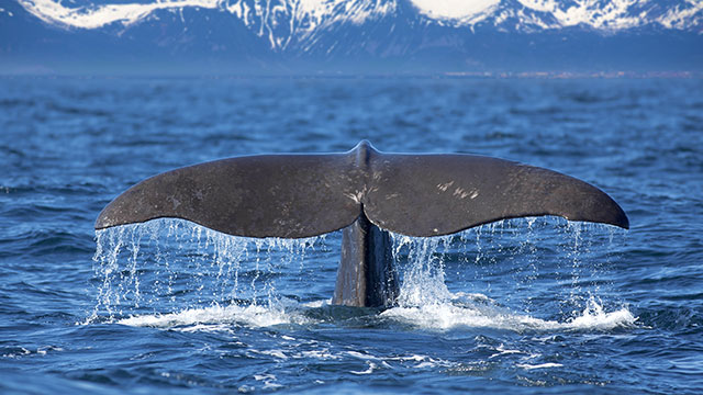 WHALES AND DOLPHINS DREAMS